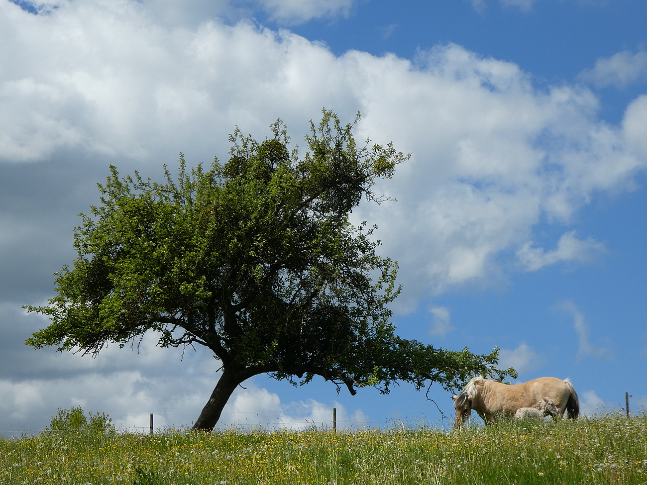 Pferd auf Wiese mit Baum